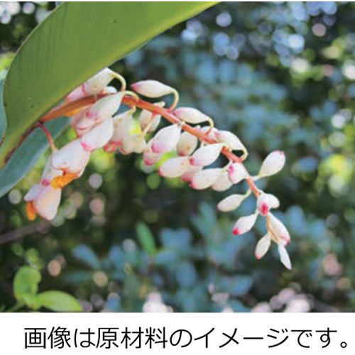 月桃紙