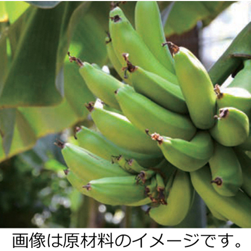 吉報紙（バナナ和紙）
