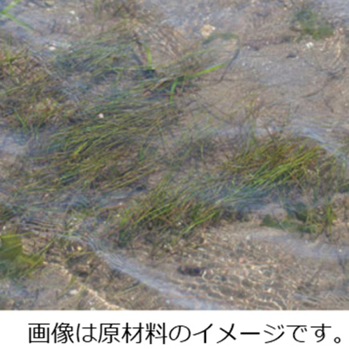 アマモ混抄紙