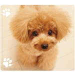 動物マウスパッド（ティーカッププードル）　ＭＰＤ－２１５Ｂ　■お取り寄せ品