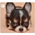 動物マウスパッド（チワワ）　ＭＰＤ－２１５Ｃ　■お取り寄せ品