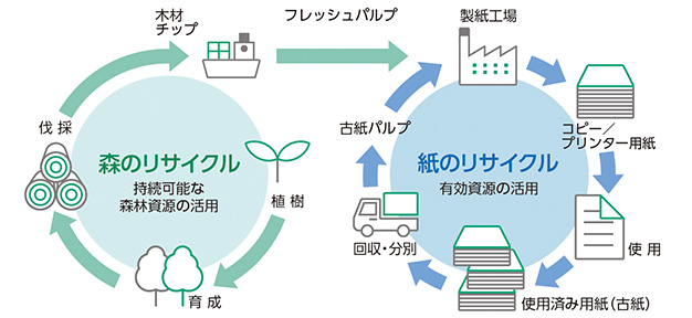 森のリサイクル特続可能な森林資源の活用:植樹→育成→伐採→木材チップ→フレッシュパルプ→紙のリサイクル有効資源の活用:製紙工場→コピー/プリンター用紙→使用→使用済み用紙(古紙)→回収・分別→古紙パルプ→製紙工場に戻る(循環)
